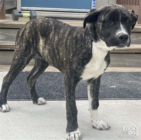 Dog for Adoption - Georgia, a Boxer in Mays Chapel, MD | Alpha Paw