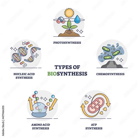 Biosynthesis types with enzyme catalyzed biochemical process outline diagram. Labeled ...