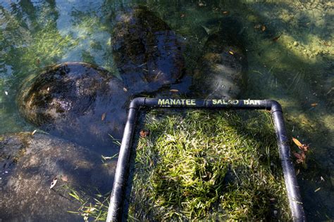 Florida Manatees Dying Off At An Alarming Rate Experts Say Ibtimes