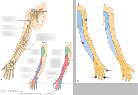 Dermatomes And Nerves Of The Upper Limb Diagram Quizlet