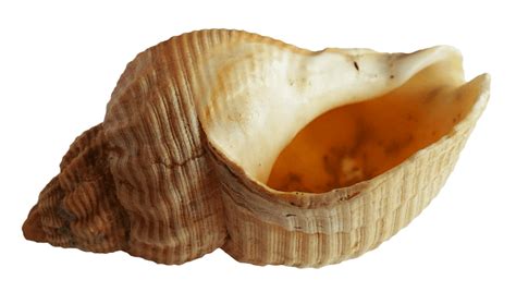 Collection Of Seashells Free Png Png Play