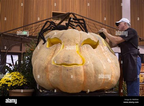 Master Pumpkin Carver Scott Cully Carving A Giant Pumpkin In Eugene