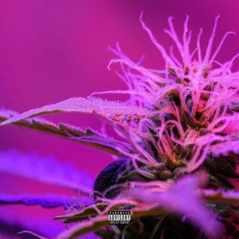 Purple Haze Single By Fax Mikey Spotify