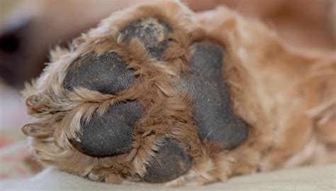 Hyperkeratosis Dog Paw Treatment Atelier Yuwaciaojp