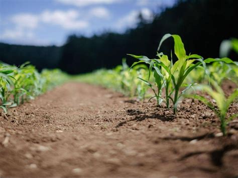 3 Claves Para Una Agricultura Sostenible Regaber