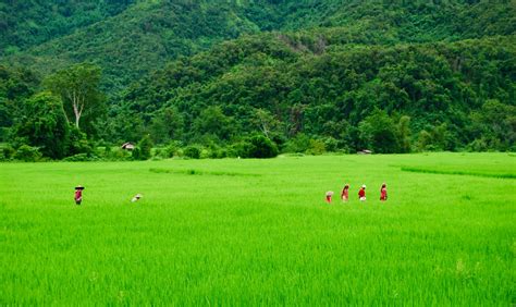 Padi fields near Muang Ngoi Neua, Laos | Rice terraces, Padi, Fields