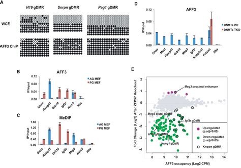 Regulation Of The Imprinted Dlk1 Dio3 Locus By Allele Specific Enhancer