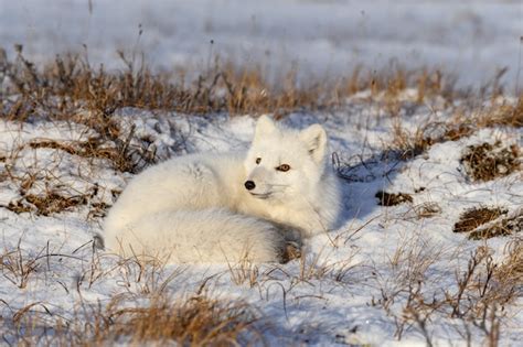 Raposa do ártico vulpes lagopus na tundra wilde raposa do ártico