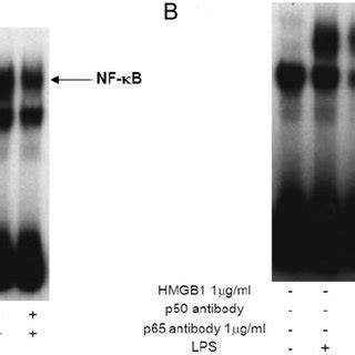 A Dna Binding Of Nf B In Thp Cells Stimulated With Lps