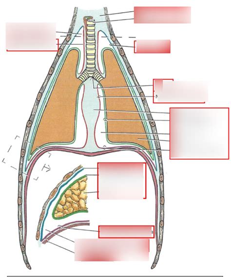 Pleura And Lungs Diagram Quizlet