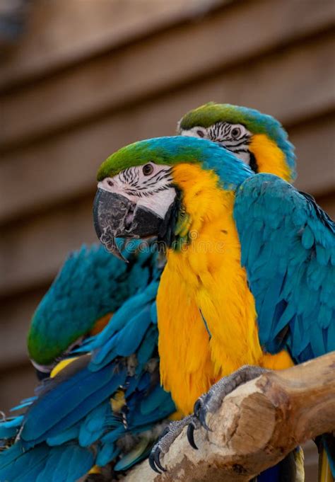 Papagaio Azul E Amarelo Da Arara P Ssaro Ex Tico Colorido De Cauda