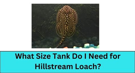 What Size Tank Do I Need for Hillstream Loach? - Pet Fish Tank