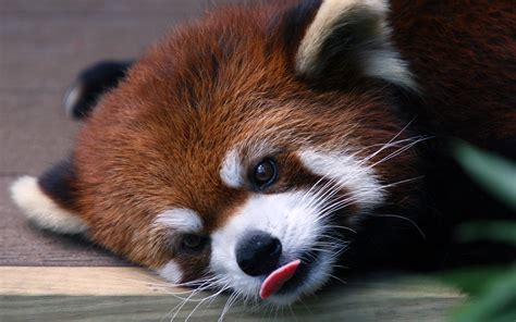 Red Panda Lick By Wolverinehulk On Deviantart