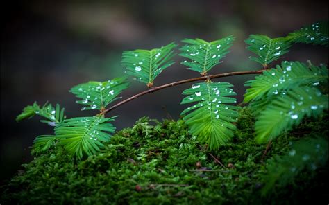 Fondos De Pantalla Luz De Sol Bosque Naturaleza Rama Musgo Verde