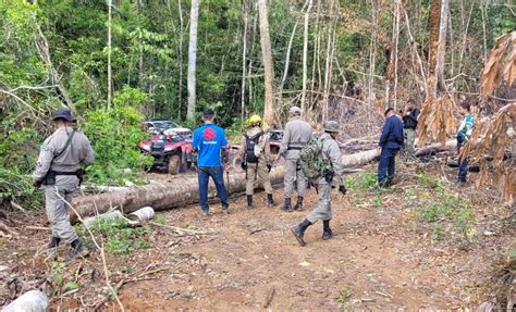 Em A O Conjunta Pm Apreende Armas Muni Es E Motosserras Usadas Em