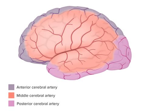 Sistema Cerebrovascular Anatom A Concise Medical Knowledge