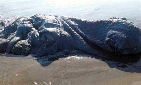 Mysterious Sea Monster Washes Ashore In Mexico