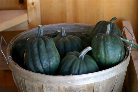 Squash Harvest & Storage Tips | Jung Seed’s Gardening Blog