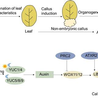 Schematic Representation And Molecular Regulatory Network Of De Novo