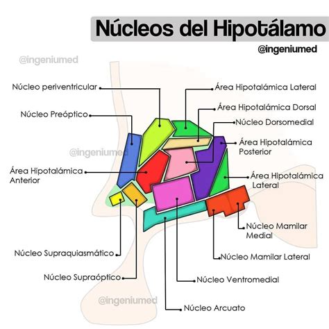 Núcleos del Hipotálamo Anatomia y fisiologia humana Estudiante de