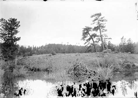 Beaver Ecology Trappers And Traders Doing History Keeping The Past