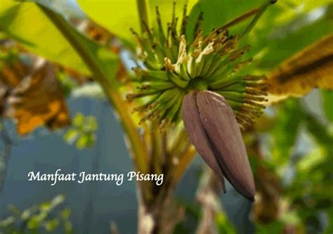 Manfaat Jantung Pisang Untuk Kesehatan Bams