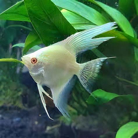 Albino Red Eye Angelfish Pterophyllum Scalare 6cm Sims Tropical Fish