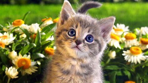 1366x768 Cat Wallpapers Top Free 1366x768 Cat Backgrounds