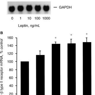 Effect Of Leptin On I Collagen Mrna Expression In Db Db Mouse