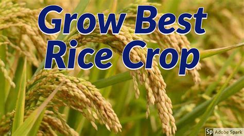 How To Increase Yield Of Rice Crop Youtube