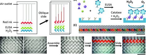 chip  detection  protein biomarkers  schematic design