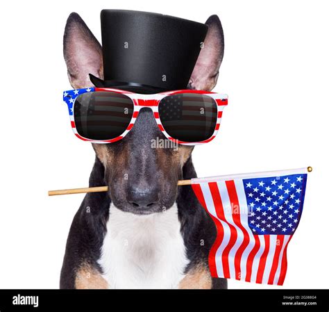 Bull Terrier Waving A Flag Of Usa And Victory Or Peace Fingers On
