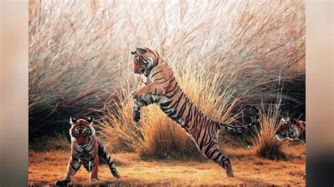 Second War Between Tigress Arrowhead And Her Daughter Riddhi Continues