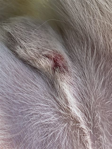 Male Dog Neutered Lump Near Incision at Ardith Gordon blog