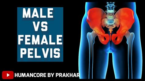 Male Vs Female Pelvis Male And Female Pelvis Difference Different