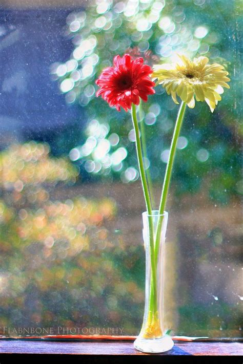 Dream Time Two Daisies In A Vase