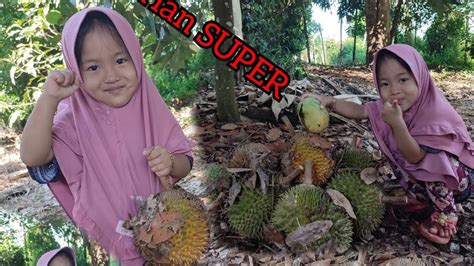 Hunting Dikebun Durian Super Banyak Yang Jatuh YouTube