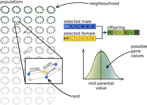 Breeding And Inheritance Left For Each Breeding Season We Simulated