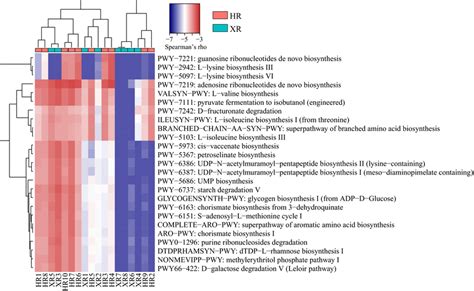 Heatmap Showing The 25 Most Abundant Metacyc Pathways Detected Across