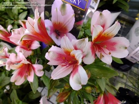 PlantFiles Pictures Alstroemeria Peruvian Lily Lily Of The Incas