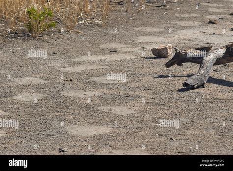 Elephant footprint hi-res stock photography and images - Alamy