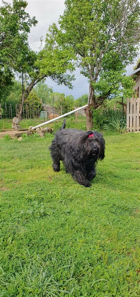 Accueil Élevage Briards et Skye Terriers Patocou 46