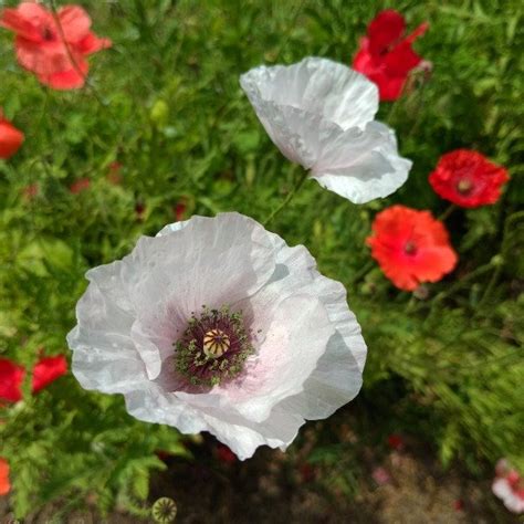 Amapolas Papaver Rhoeas Mix Colores Quinta Flora