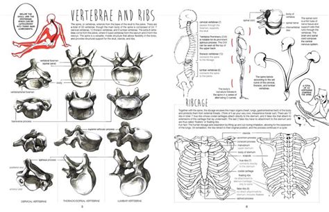 Anatomy tutorial, Human anatomy reference, Anatomy for artists