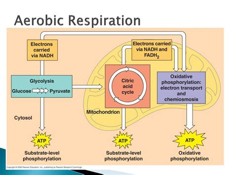 Ppt Cellular Respiration Powerpoint Presentation Free Download Id3191727