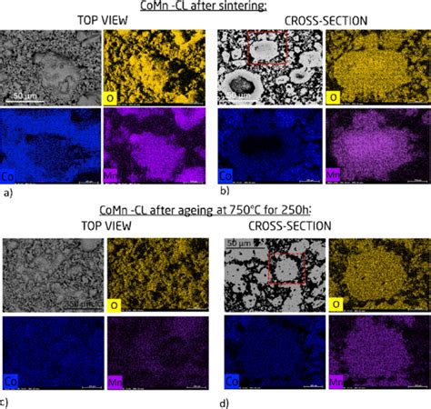 Overview SEM Micrographs And EDS Maps Of CoMn After Sintering Top View