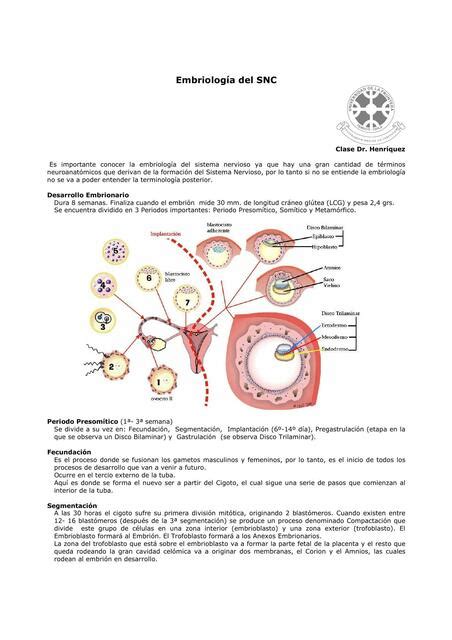 Res Menes De Periodo Presom Tico Descarga Apuntes De Periodo Presom Tico