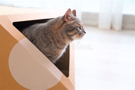 Cute Gray Tabby Cat Inside Cardboard Box. Lovely Pet Stock Photo ...