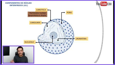 Qual A Funcao Da Carioteca - Núcleo Celular - Carioteca | Cromatina | Poro | Cariolinfa | Nucléolo ...