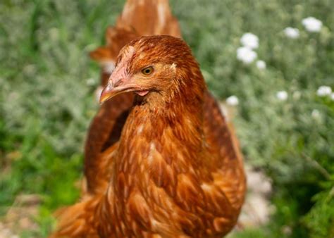 The Best Chicken Breeds In The Philippines